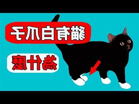 黑貓 白腳